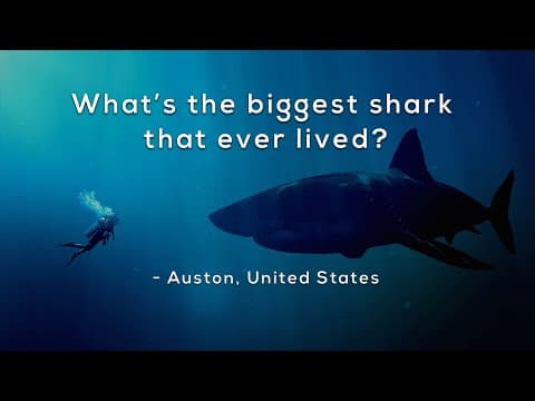 What's the biggest shark that ever lived