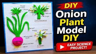 onion plant life cycle model for science project | DIY at home easily using cardboard