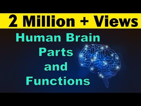 Human Brain | Parts & Functions | Cerebrum & Cerebellum | Biology
