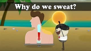 Why do we sweat  aumsum kids science education children