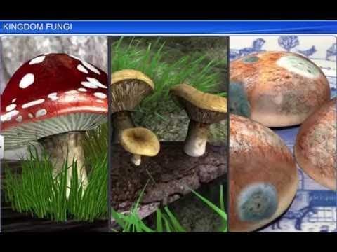 Biology || Kingdom Fungi