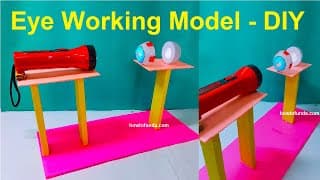eye working model science project - diy - biology - zoology project