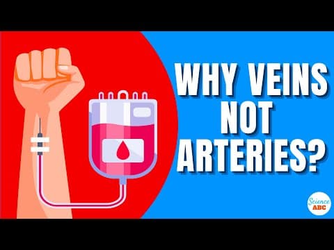 Why Is Blood Drawn From Veins And Not From Arteries