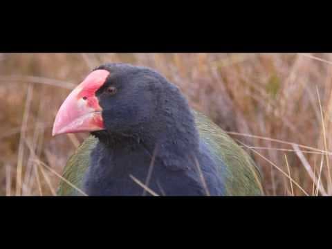 The flightless takahē, an “extinct” bird found wild in a hidden valley
