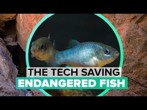 Using tech to save a fish species in the hottest place on Earth
