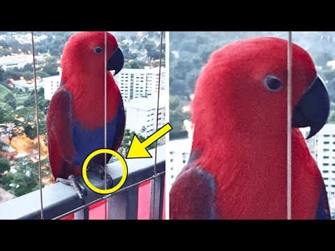 Parrot Visits Man's Balcony Every Day - One Day, It Speaks Words