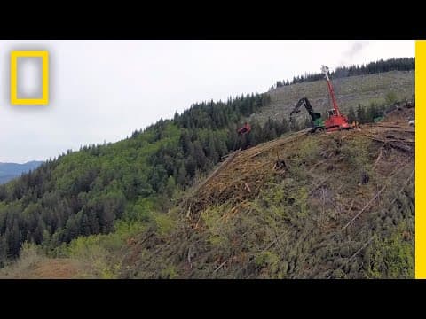 Climate 101: Deforestation | National Geographic - YouTube