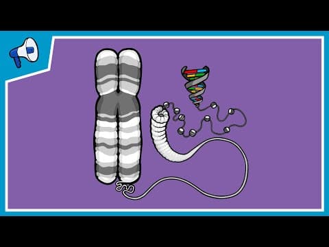 What is a Chromosome? - YouTube