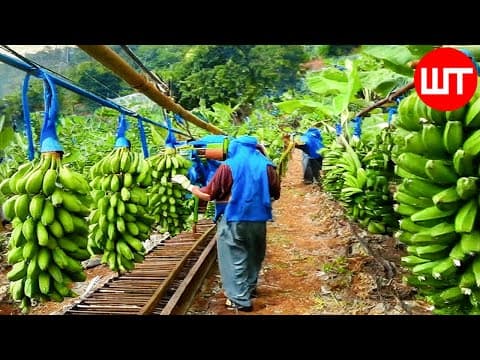 Banana Farming And Processing | How Banana Chips Are Made | Food Factory