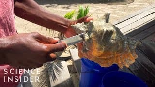 Why Conch Could Go Extinct In 10 Years