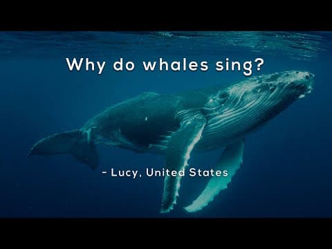 Why do whales sing