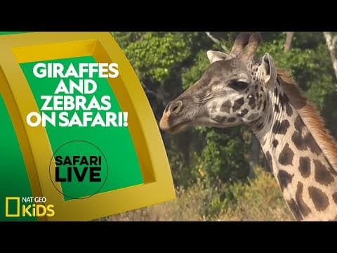 Giraffes and zebras on safari