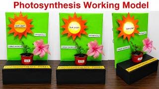 photosynthesis working model for school science project exhibition - diy - simple