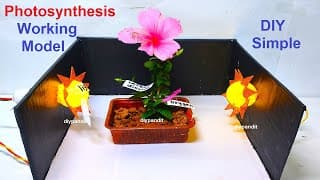 photosynthesis working model - diy - inspire award science project for exhibition