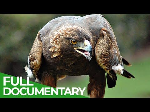Animal's Super Senses - The Sky