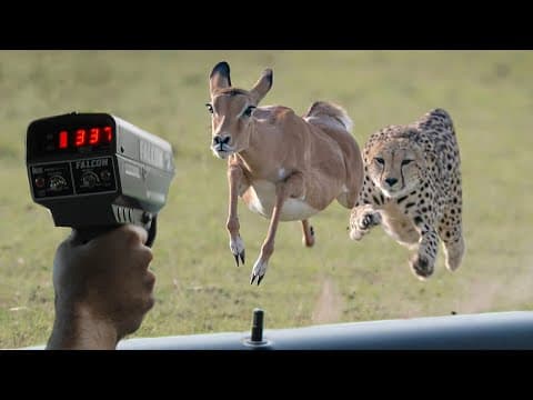 These are 10 fastest animals on this planet