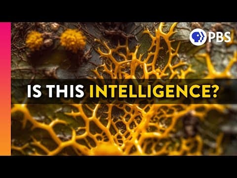 Are You Smarter Than A Slime Mold