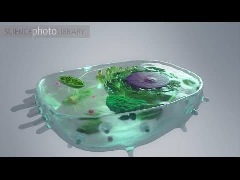 Inside a human cell