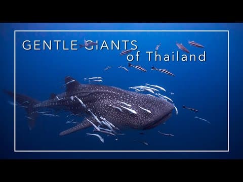 Whale sharks, the gentle giants of Thailand