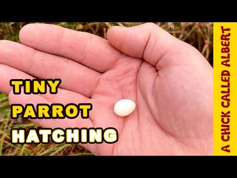 Introducing a Whites tree frog a|k|a an Australian green tree frog