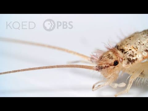 Firebrats and Silverfish Are Rocking Some Old-School Looks | Deep Look - YouTube