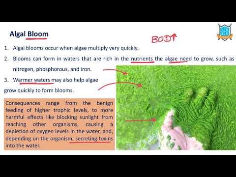 What is Algal Bloom ? || Algal Bloom అంటే ఏమిటి?