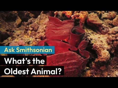 Ask Smithsonian: What’s the Oldest Animal? - YouTube