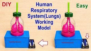 lungs working model (human respiratory system) | DIY | inspire award science project
