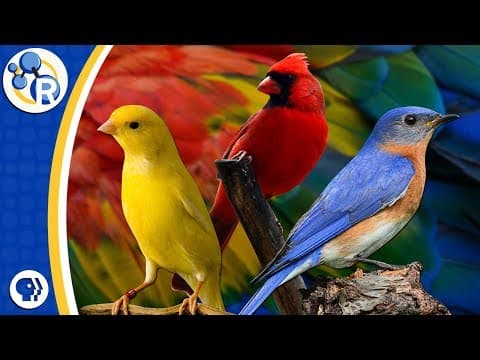 Why Are Birds Different Colors