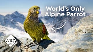 Mountain Parrot | How the Kea ended up In New Zealand Alps | Wild to Know