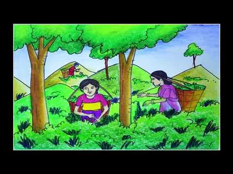 How to draw scenery of Tea garden easy steps, Tea garden scenery Drawing