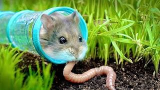 Testing a Hamsters  Survival Skills