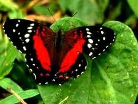 Butterfly Life Cycle Video for Kids -Science for Kids