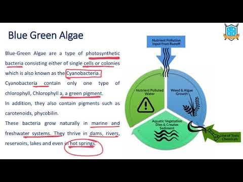 What is Blue Green Algae ? || Blue Green Algae అంటే ఏమిటి?