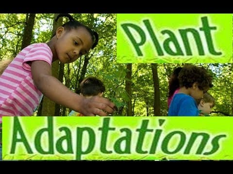 Adaptations in Plants -Video lesson for Kids