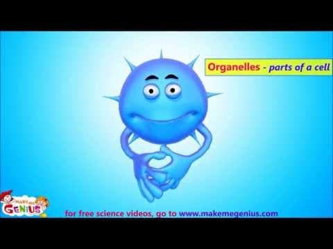 Animals Cells Structure & Functions Animation Video for Kids