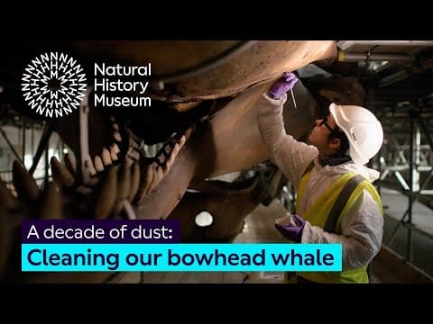 Removing 16 years of dust from NHM’s whale skeletons