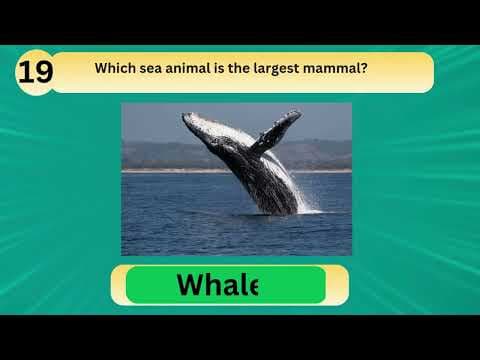 Animal Quiz for Kids | Fun Animal Quiz | Can You Guess These Amazing Animals? | Animal Fun Time!
