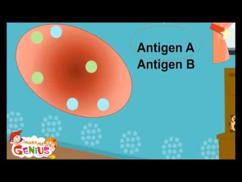 Blood Types , Groups - Animation Video for Kids