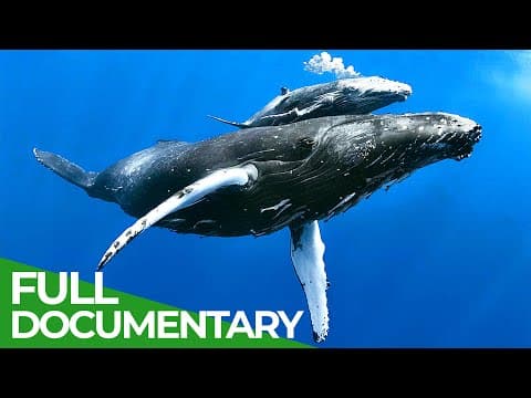 World of the Wild | Episode 7: The Open Ocean