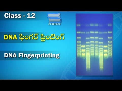 DNA ఫింగర్ ప్రింటింగ్ – DNA Fingerprinting | Biology Telugu