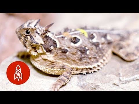 Don’t Mess with the Texas Horned Lizard