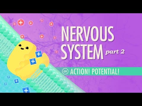 The Nervous System, Part 2 - Action! Potential!: Crash Course Anatomy & Physiology #9 - YouTube