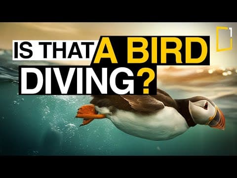 The puffin a Bird That Can Fly, Swim, and Dive