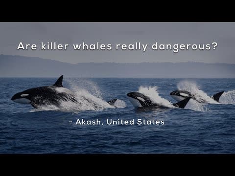 Are killer whales really dangerous