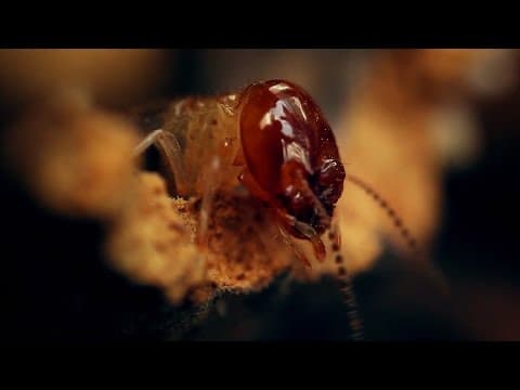 Amazing World of a Termite Mound | Wonders of Life w  Prof Brian Cox
