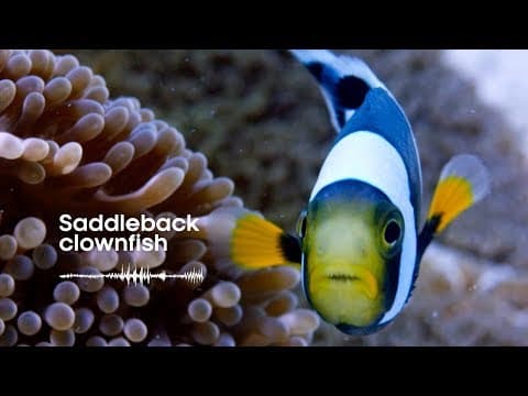 Fish Sounds: Do fish talk to each other