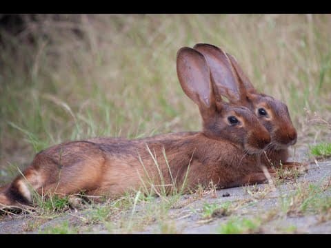 Inside a Rabbit Warren|How mother rabbits protect their young