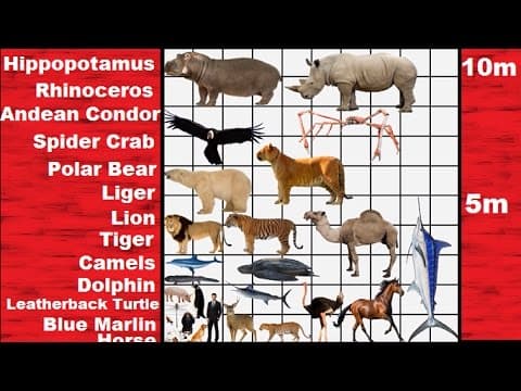 Animal size comparison