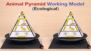 ecosystem animal pyramid working model science project - diy - simple and easy